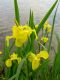 gelbe Sumpfschwertlilie
